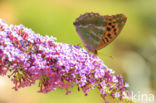 Silver-washed Fritillary (Argynnis paphia)