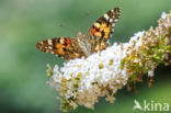 Painted Lady (Vanessa cardui)