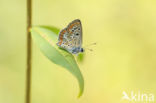 Balkan bruin blauwtje (Aricia anteros)