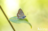 Balkan bruin blauwtje (Aricia anteros)