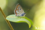 Balkan bruin blauwtje (Aricia anteros)