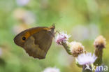 Meadow Brown (Maniola jurtina)