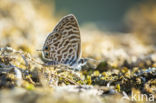 Long-tailed Blue (Lampides boeticus)