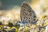 Long-tailed Blue (Lampides boeticus)