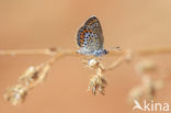 Silver Studded Blue (Plebejus argus)