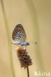 Silver Studded Blue (Plebejus argus)