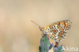 Knapweed Fritillary (Melitaea phoebe)