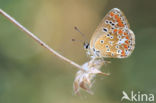 Bruin blauwtje (Aricia agestis)