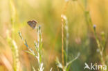 Common Blue (Polyommatus icarus)