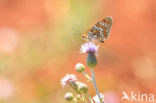 Knoopkruidparelmoervlinder (Melitaea phoebe)