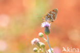 Knoopkruidparelmoervlinder (Melitaea phoebe)