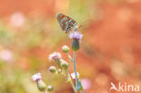 Knoopkruidparelmoervlinder (Melitaea phoebe)