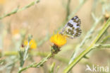 Bath White (Pontia daplidice)