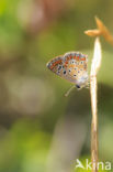 Balkan bruin blauwtje (Aricia anteros)