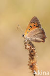 Kleine vuurvlinder (Lycaena phlaeas)