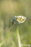 Bath White (Pontia daplidice)