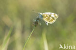 Bath White (Pontia daplidice)