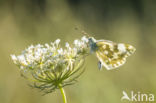 Bath White (Pontia daplidice)