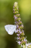 Boomblauwtje (Celastrina argiolus)