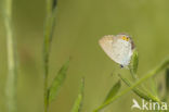 Short-tailed Blue (Cupido argiades)