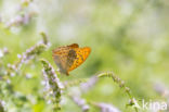 Silver-washed Fritillary (Argynnis paphia)