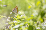 Silver-washed Fritillary (Argynnis paphia)