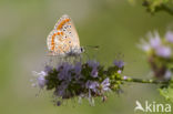 Bruin blauwtje (Aricia agestis)