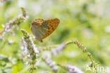 Silver-washed Fritillary (Argynnis paphia)