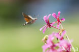 Kolibrievlinder (Macroglossum stellatarum)