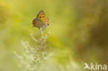 Kleine vuurvlinder (Lycaena phlaeas)