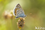 Silver Studded Blue (Plebejus argus)