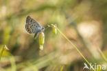 Silver Studded Blue (Plebejus argus)