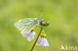 Klein geaderd witje (Pieris napi)