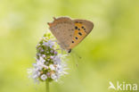 Kleine vuurvlinder (Lycaena phlaeas)