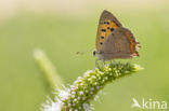 Small Copper (Lycaena phlaeas)