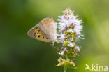 Small Copper (Lycaena phlaeas)