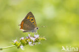 Small Copper (Lycaena phlaeas)