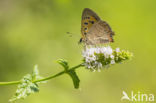 Kleine vuurvlinder (Lycaena phlaeas)