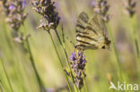 Scarce Swallowtail (Iphiclides podalirius)