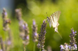 Scarce Swallowtail (Iphiclides podalirius)