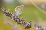 Common Blue (Polyommatus icarus)