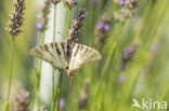 Scarce Swallowtail (Iphiclides podalirius)