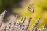 Scarce Swallowtail (Iphiclides podalirius)