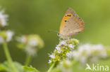 Kleine vuurvlinder (Lycaena phlaeas)