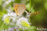 Kleine vuurvlinder (Lycaena phlaeas)