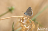 Common Blue (Polyommatus icarus)