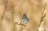 Common Blue (Polyommatus icarus)