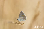 Common Blue (Polyommatus icarus)