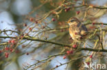 Redwing (Turdus iliacus)