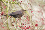 Merel (Turdus merula)